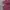 LAINE Casual Casual shirt Pria burgundy black photo 5