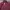 LAINE Casual Casual shirt Pria burgundy black photo 3