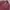 LAINE Casual Casual shirt Pria burgundy black photo 2