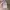 Hugo Boss Casual Suit Pria tan photo 8