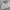 Lululemon Sportswear Bralette Wanita Gray