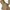 Guess Streetwear Casual Fur coat Wanita tan photo 7