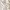 Liz Lisa Lolita Midi dress Wanita gold blue photo 8