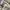 Dickies Skater Casual pants Pria khaki photo 3