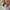 Dickies Skater Casual pants Pria khaki photo 4
