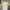 Lyle & Scott Casual Polo Shirt Pria White Yellow