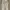Dickies Skater Casual pants Pria khaki photo 2