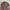 Supreme Streetwear Luxury Hat Pria brown black photo 2