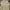 Lacoste Luxury Polo shirt Pria tan photo 1