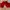 Abercrombie & Fitch Sportswear Sweatpants & Joggers Wanita red photo 2