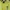 MLB Streetwear Casual T-shirt Pria green photo 2