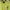 MLB Streetwear Casual T-shirt Pria Green