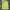 MLB Streetwear Casual T-shirt Pria green photo 4