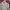 Burberry Casual Polo shirt Pria tan photo 2