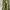 GU Streetwear Gorpcore Pria Green