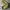 GU Streetwear Gorpcore Pria green photo 2