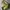 GU Streetwear Gorpcore Pria Green
