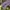 Casual Casual shirt Pria purple photo 3