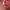 Vintage Biker Hat Pria red photo 3