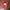 Vintage Biker Hat Pria red photo 6