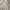 Japanese brand Minimalist Casual Crop top Wanita white photo 1