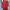 Adidas Sportswear Casual Jersey Pria red photo 2