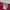Adidas Sportswear Casual Jersey Pria red photo 5