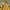 Skater Hoody Pria yellow photo 6