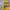 Skater Hoody Pria yellow photo 2