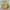 Skater Hoody Pria yellow photo 5