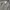 Lee Streetwear Trench coat Pria green photo 2