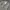Lee Streetwear Trench Coat Pria Green
