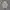 Lee Streetwear Trench Coat Pria Green