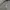 Lee Streetwear Trench coat Pria green photo 4