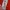 Adidas Gorpcore Puffer jacket Pria red black photo 4