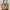 Vintage Bucket bag Wanita tan brown photo 1