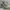 Adidas Casual Casual shoe Pria gray photo 1