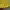 Sportswear Jersey Pria yellow photo 4