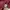 Calvin Klein Casual Reworked Casual shirt Pria burgundy red photo 3