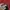 Ellesse Luxury Casual Windbreaker Pria red black photo 4