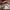 Michael Kors Casual Crossbody Bag Wanita tan photo 4