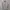 Kangol Casual T-shirt Pria white gray photo 1