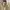 Uniqlo Casual Casual shirt Pria khaki photo 2