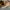 Nike Streetwear Sneakers Pria brown photo 4