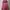 Cotton On Sportswear Legging Wanita pink photo 1
