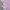 Adidas Sportswear Jersey Wanita pink photo 6