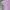 Adidas Sportswear Jersey Wanita pink photo 3