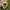 The North Face Sportswear Pria green black photo 6