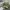 The North Face Sportswear Pria green black photo 2