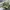 The North Face Sportswear Pria Green Black